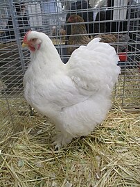 White hen