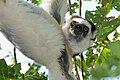 sifaka biała