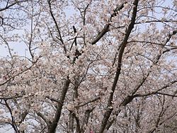 Pokok sakura di Taman Hayashima