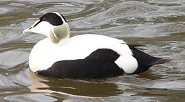 Eider (vogel)