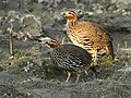 Pair at Kaziranga National Park, Assam, India