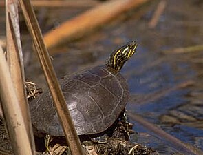 Sierschildpad