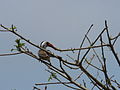 Rotschnabeltoko Red-billed Hornbill