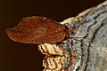 Totes Blatt (Drepanepteryx phalaenoides)
