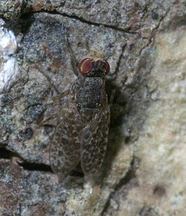 Traginops irroratus