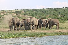 Wild Life at the banks of Kazinga channel, Queen Elizabeth National Park 13.