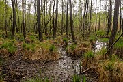 Moorlandschaft im Totalreservat