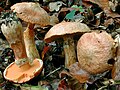 Rostroter Lärchen-Röhrling Suillus tridentinus