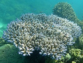 Acropora valida