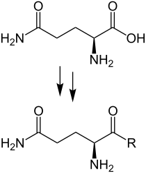 Reaktion von (S)-Glutamin