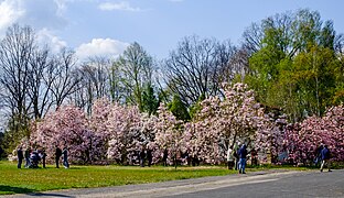 Kolekcja magnolii w okresie wiosennym