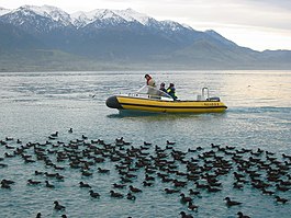 Huttons pijlstormvogels rustend op het water