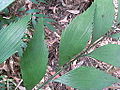 Serrulate margin of the pinnae on a wild plant of Bowenia Lake Tinaroo form, at Lake Tinaroo, Atherton Tableland, Queensland, Australia