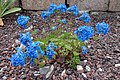 Corydalis panda