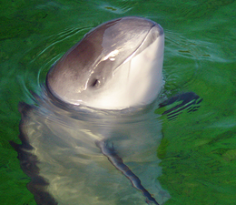 Barna delfin (Phocoena phocoena)