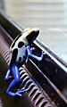 Dendrobates tinctorius var. Cobalt (man)