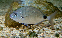 Diplodus bermudensis