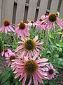 Echinacea purpurea