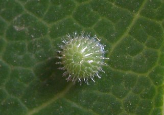 Egg