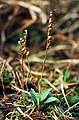 Kriechendes Netzblatt (Goodyera repens) Fruchtstände und junge Blätter