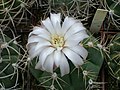 White flower form