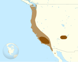 Californische condor