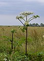 Óriásira nőtt Heracleum mantegazzianum