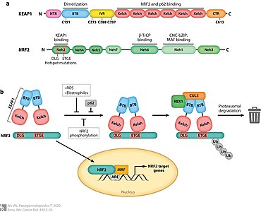 (a) NRF2 and KEAP1 protein domains; (b) KEAP1 homodimerizes through the BTB domain, and through the Kelch domains KEAP1 interacts with NRF2 at the ETGE and DLG motifs[17]