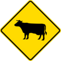 Cattle crossing