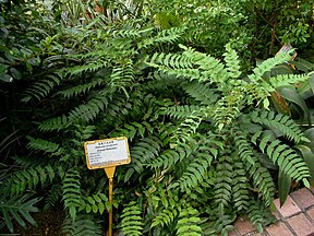 Mahonia oiwakensis at Hong Kong Zoological and Botanical Gardens