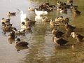 A large group of ducks at Narrabeen Lake