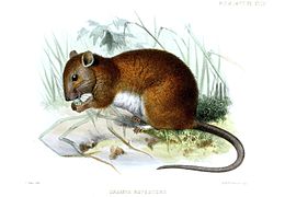 Melomys rufescens