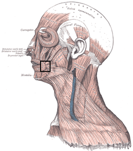 Modiolus anguli oris