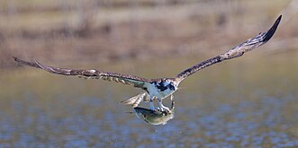 American osprey with rainbow trout