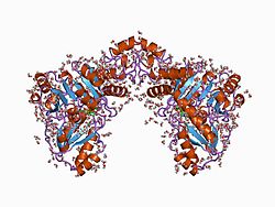 Cystathionin-β-Lyase (Escherichia coli)