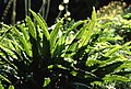 Hirschzungenfarn (Asplenium scolopendrium)