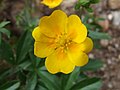 Potentilla crantzii