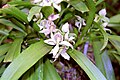 Prosthechea fragrans