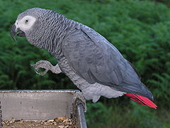 Afrika gri papağanı (Psittacus erithacus)