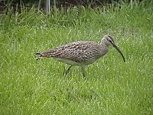 Numenius phaeopus