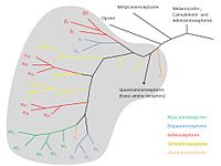 Amine receptor branch of the family tree of G protein-coupled receptors.[92]