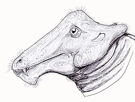 Styracocephalus