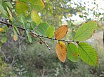 foliage