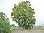 Winterlinde (Tilia cordata)