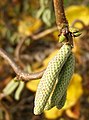 Corylus avellana ‘Contorta’