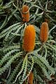 Banksia ashbyi in Kings Park