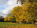 Autumn in the United Kingdom author: Jongleur100 (CC-zero)