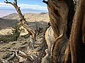 Ancient Bristlecone Pine Forest