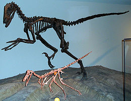 A (nagyobb) Deinonychus és a (kisebb) Buitreraptor csontváza a Field Természetrajzi Múzeumban (Field Museum of Natural History)