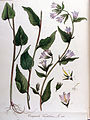 Illustration aus der Flora Batava